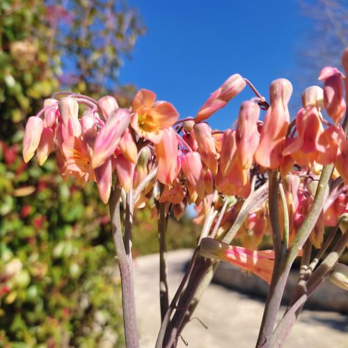Άνθος της Kalanchoe Pink Butterfly