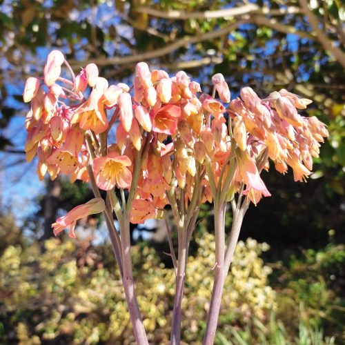 Άνθος της Kalanchoe Pink Butterfly