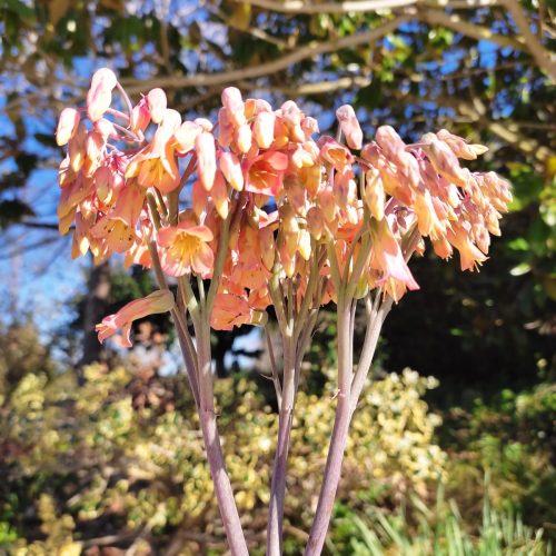 Άνθος της Kalanchoe Pink Butterfly
