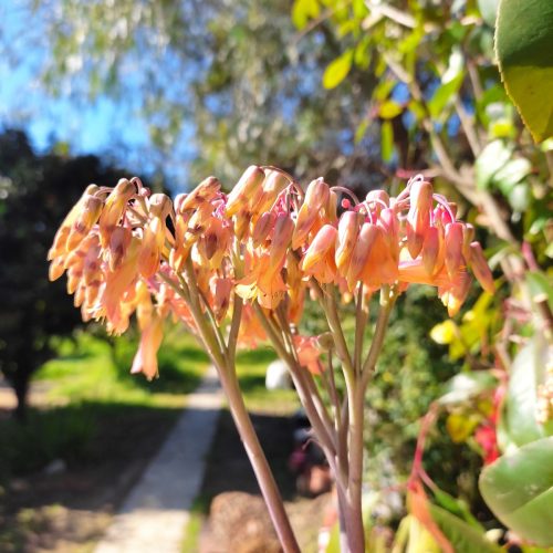 Άνθος της Kalanchoe Pink Butterfly