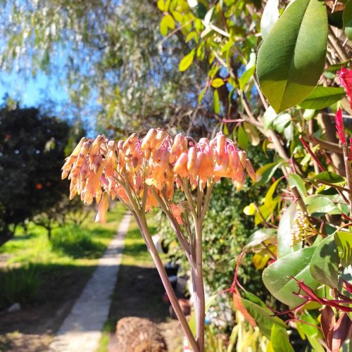 Άνθος της Kalanchoe Pink Butterfly