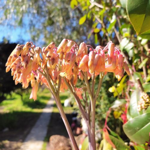 Άνθος της Kalanchoe Pink Butterfly