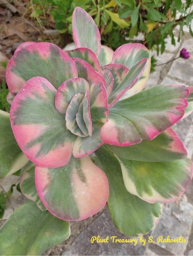 Screenshot 2024-01-21-12-35-18-062-edit com.origa .salt 