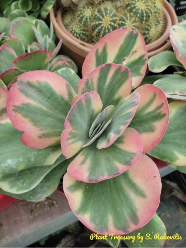 Screenshot 2024-01-21-12-36-50-160-edit com.origa .salt 