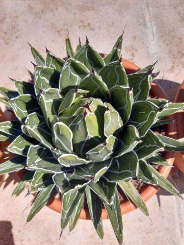 agave-victoriae-1