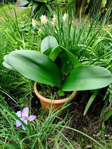 haemanthus-coccineus-2