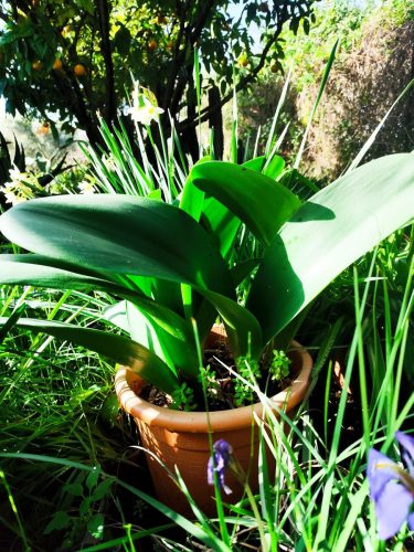 haemanthus-coccineus-3