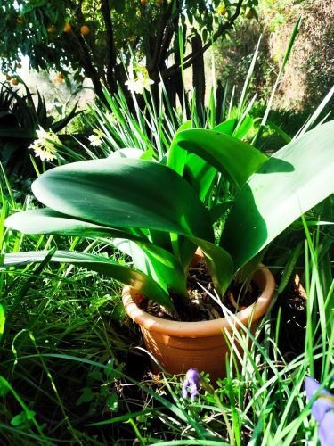 haemanthus-coccineus-4