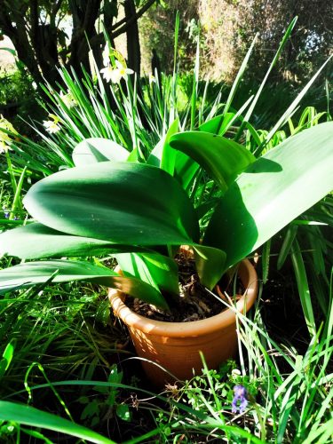 haemanthus-coccineus-5