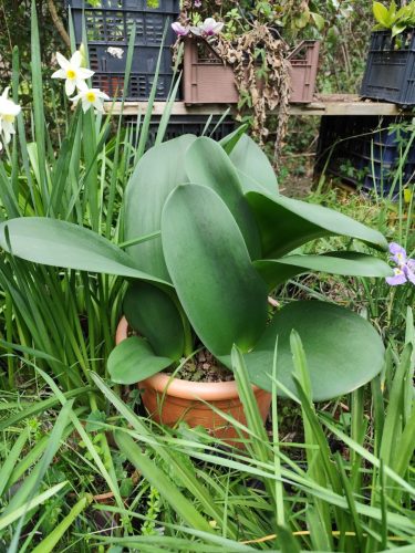 haemanthus-coccineus1