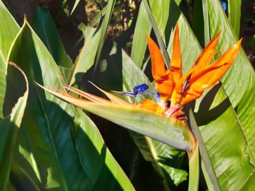 strelitzia-11