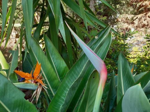 strelitzia-12