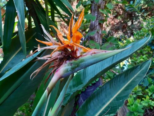 strelitzia-15
