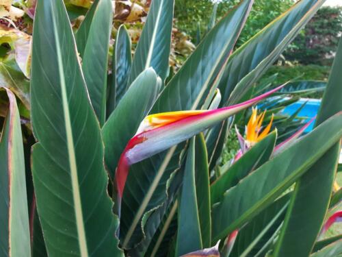strelitzia-3