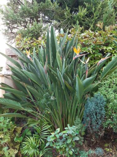 strelitzia-4