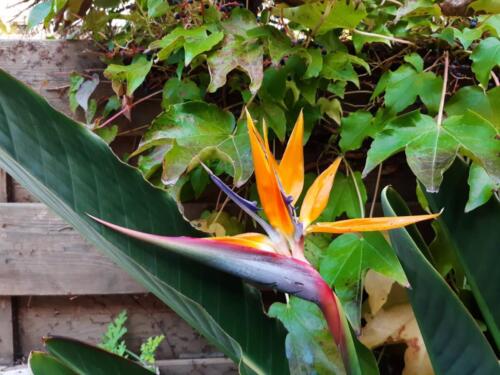 strelitzia-5