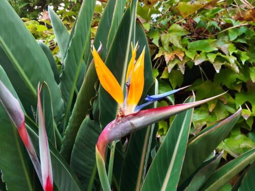strelitzia-6