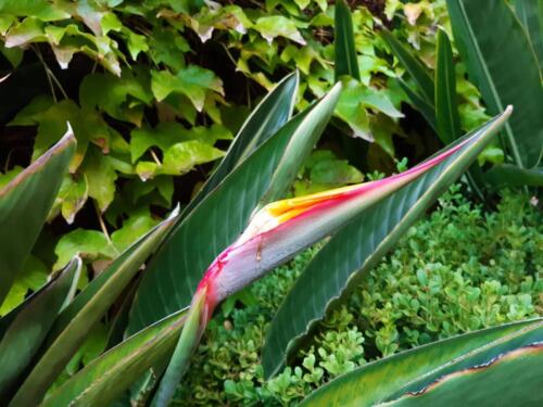 strelitzia-7