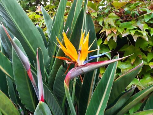strelitzia1